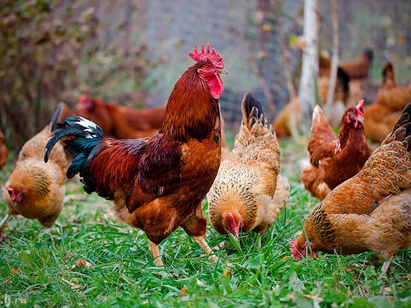 Породы куриц | ЗооТом - продажа, вязка и услуги для животных в Чехове