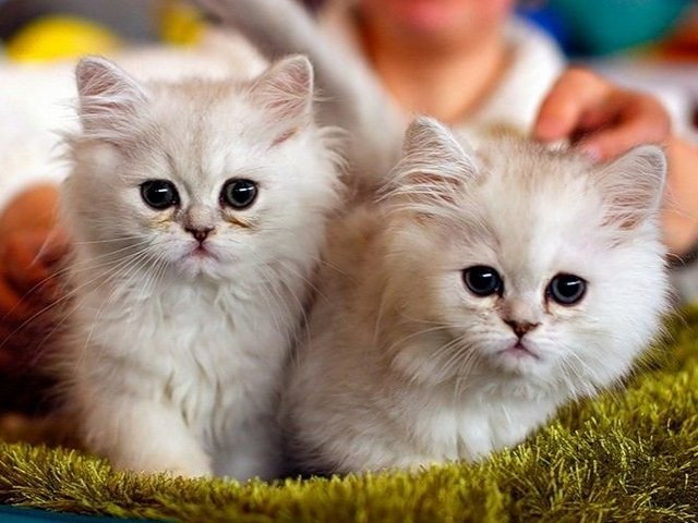 Породы кошек в Чехове | ЗооТом портал о животных