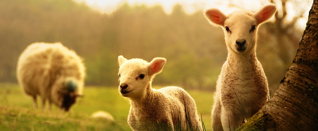 Объявления о сельскохозяйственных животных | ЗооТом - продажа, вязка и услуги для животных в Чехове