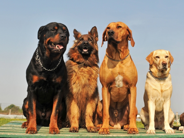 Крупные породы собак в Чехове | ЗооТом портал о животных