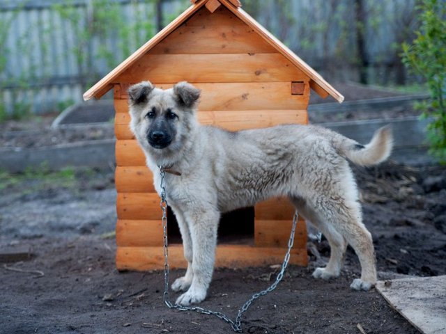 Все о собаках в Чехове Все о собаках в Чехове
